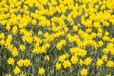 Field of daffodils, Narcissus pseudonarcissus - SRF000650
