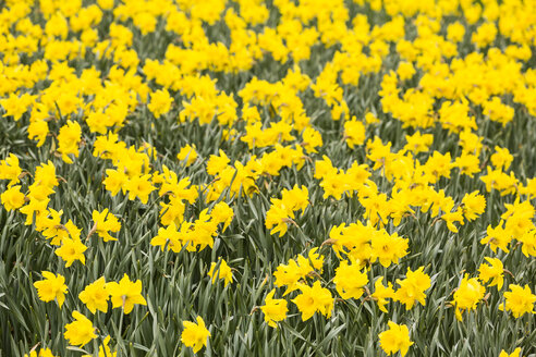 Feld mit Narzissen, Narcissus pseudonarcissus - SRF000650