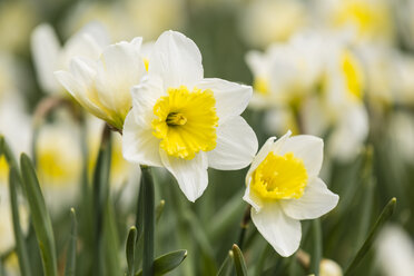 Narzissen, Narcissus - SRF000651