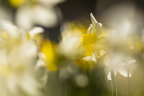 Narzissen, Narcissus, im Sonnenlicht - SRF000682