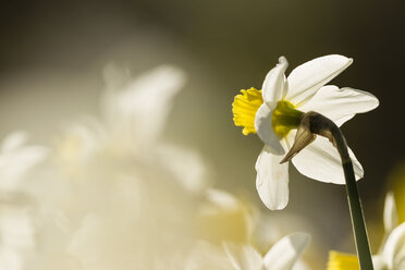 Narzissen, Narcissus, im Sonnenlicht - SRF000683