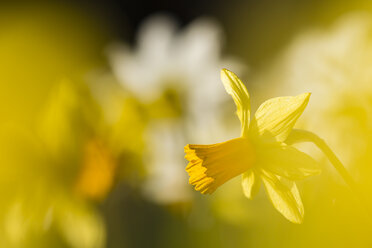 Narzissen, Narcissus pseudonarcissus, im Sonnenlicht - SRF000684