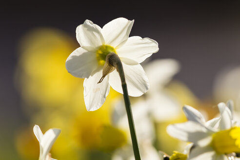 Narzissen, Narcissus, im Sonnenlicht - SRF000685