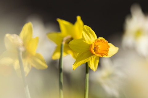 Narzissen, Narcissus pseudonarcissus, im Sonnenlicht, lizenzfreies Stockfoto