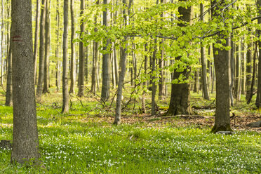 Germany, Hesse, Soehrewald, wood anemones, Anemone Nemorosa, growing under the trees - SRF000687