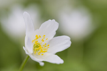 Wood anemone, Anemone Nemorosa - SRF000689