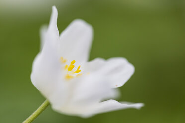 Buschwindröschen, Anemone Nemorosa, vor grünem Hintergrund - SRF000690