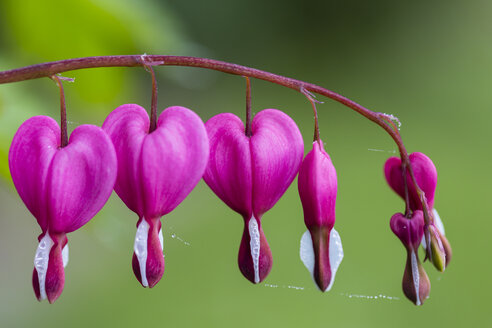 Deutschland, Leierschwanz, Lamprocapnos spectabilis - SRF000691