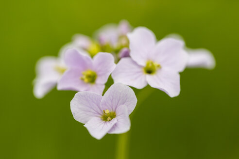 Deutschland, Kuckucksblume, Cardamine pratensis - SRF000692