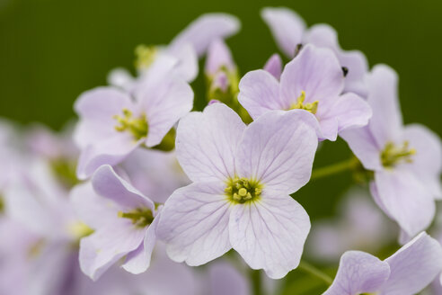 Deutschland, Kuckucksblume, Cardamine pratensis - SRF000693