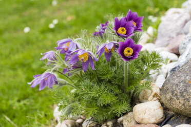 Deutschland, Gemeine Wiesenschaumkraut, Pulsatilla vulgaris - SRF000694