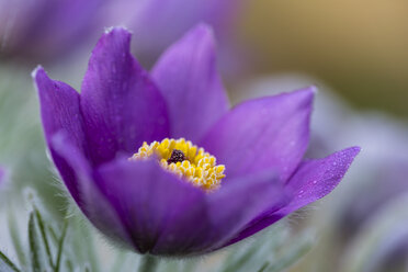 Germany, Blossom of pasqueflower, Pulsatilla vulgaris - SRF000695