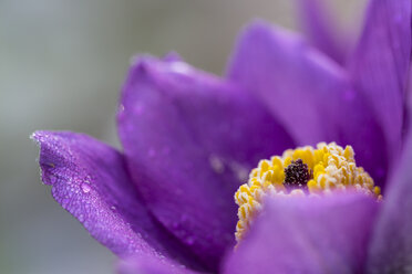 Deutschland, Blüte der Wiesenschaumkraut, Pulsatilla vulgaris - SRF000696