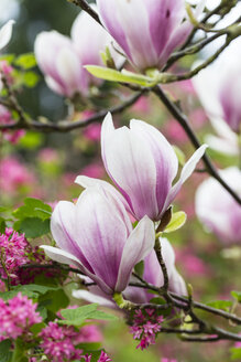 Deutschland, Rosa Magnolienblüten, Magnolia soulangeana - SRF000697