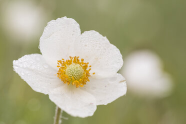 Blüte des Schneeglöckchens, Anemone sylvestris - SRF000698