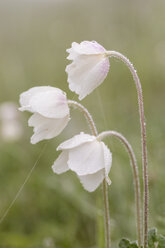 Drei Blüten von Schneeglöckchen, Anemone sylvestris, mit Wassertropfen - SRF000699