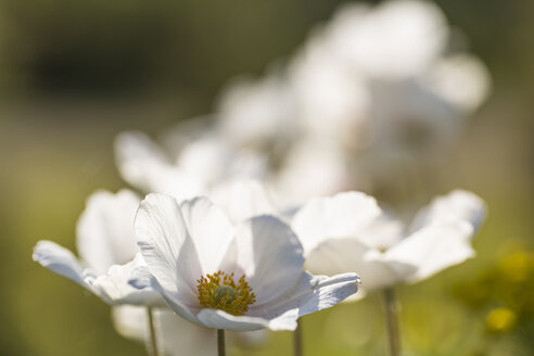 Blüten von Schneeglöckchen, Anemone sylvestris, im Sonnenlicht - SRF000702