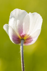 Blüte des Schneeglöckchens, Anemone sylvestris, im Sonnenlicht - SRF000703