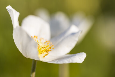 Blüte des Schneeglöckchens, Anemone sylvestris - SRF000704