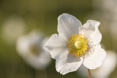 Blüte des Schneeglöckchens, Anemone sylvestris - SRF000705
