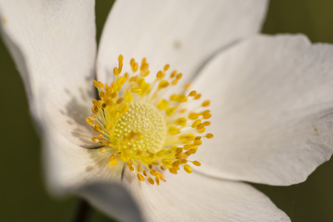 Blossom of snowdrop anemone, Anemone sylvestris, close-up stock photo