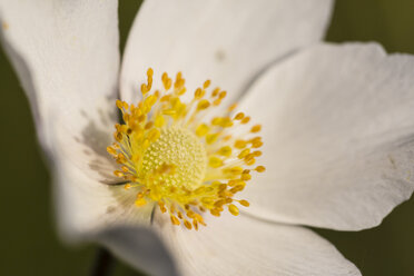 Blossom of snowdrop anemone, Anemone sylvestris, close-up - SRF000644