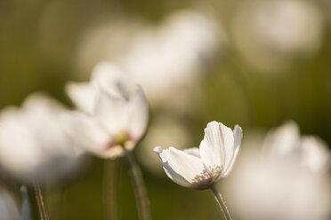 Blossoms of snowdrop anemones, Anemone sylvestris - SRF000645
