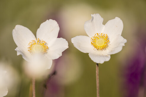 Zwei Blüten von Schneeglöckchen-Anemonen, Anemone sylvestris - SRF000646