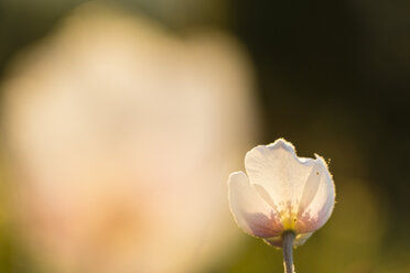 Blossom of snowdrop anemone, Anemone sylvestris - SRF000707