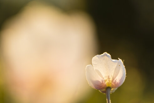 Blüte des Schneeglöckchens, Anemone sylvestris - SRF000707