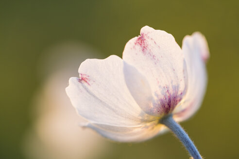 Blüte des Schneeglöckchens, Anemone sylvestris, im Sonnenlicht - SRF000708