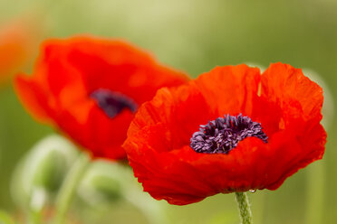 England, Oriental poppy, Papaver orientale - SRF000709