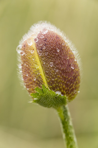 England, Orientalischer Mohn, Papaver orientale, Blütenknospe, lizenzfreies Stockfoto