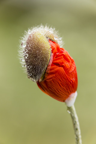 England, Orientalischer Mohn, Papaver orientale, Blütenknospe, lizenzfreies Stockfoto