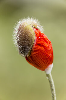 England, Orientalischer Mohn, Papaver orientale, Blütenknospe - SRF000711