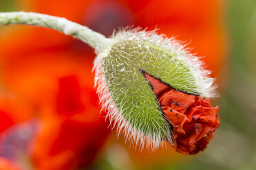 England, Orientalischer Mohn, Papaver orientale, Blütenknospe - SRF000712