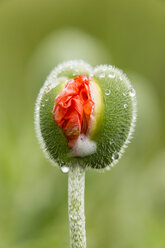 England, Oriental poppy, Papaver orientale, Blossom bud - SRF000713