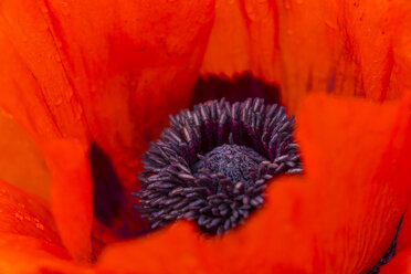 England, Orientalischer Mohn, Papaver orientale, Nahaufnahme - SRF000714