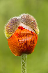 England, Orientalischer Mohn, Papaver orientale, Blütenknospe - SRF000717