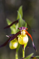 Deutschland, Hessen, Naturpark Meißner, Gelbes Frauenschuh-Knabenkraut, Cypripedium calceolus - SRF000718