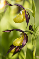 Deutschland, Hessen, Naturpark Meißner, Gelbes Frauenschuh-Knabenkraut, Cypripedium calceolus - SRF000720