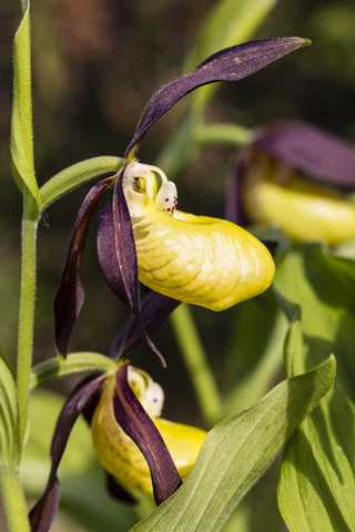 Deutschland, Hessen, Naturpark Meißner, Gelbes Frauenschuh-Knabenkraut, Cypripedium calceolus, lizenzfreies Stockfoto