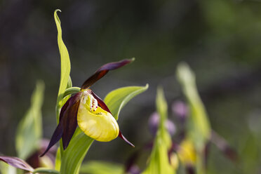 Deutschland, Hessen, Naturpark Meißner, Gelbes Frauenschuh-Knabenkraut, Cypripedium calceolus - SRF000723