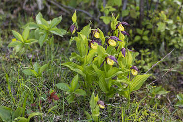 Deutschland, Hessen, Naturpark Meißner, Gelbes Frauenschuh-Knabenkraut, Cypripedium calceolus - SRF000725