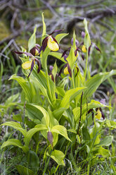Germany, Hesse, Nature park Meissner, Yellow Lady's-slipper orchid, Cypripedium calceolus - SRF000726