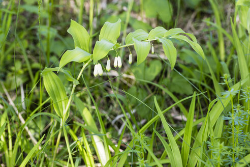 Deutschland, Salomonssiegel, Polygonatum odoratum - SRF000727