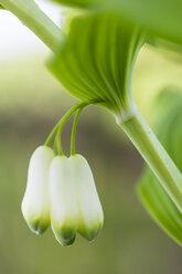 Deutschland, Salomonssiegel, Polygonatum odoratum - SRF000731