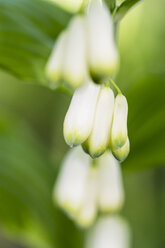 Deutschland, Salomonssiegel, Polygonatum odoratum - SRF000735