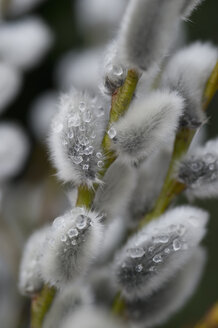 Willow twigs with ice, close-up - CRF002611