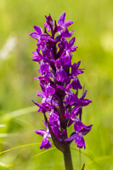 Germany, Hesse, Military orchid, Orchis militaris, Close-up - SRF000728